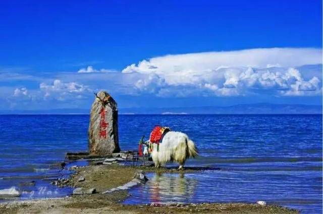 夏天去哪里旅游最好 七八月青海湖最美