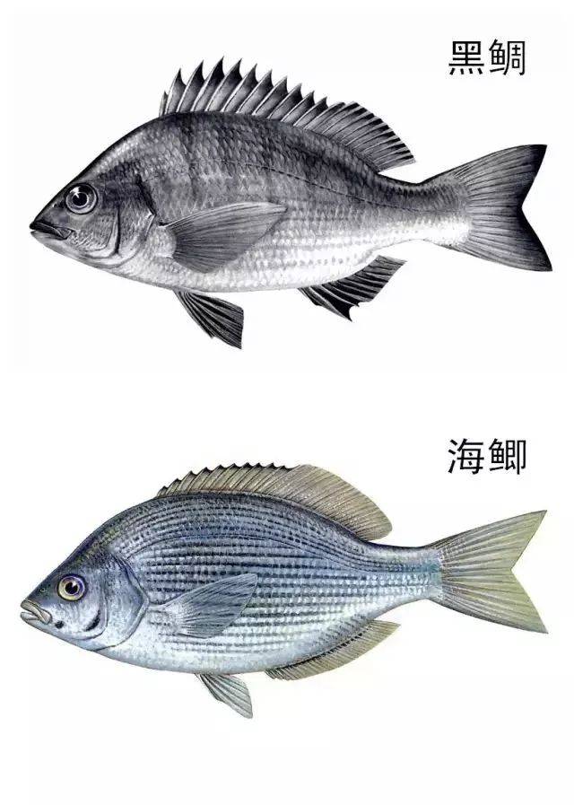 黑鲷和它真不是一回事儿!想吃海鲫鱼的钓友们可要看好了~