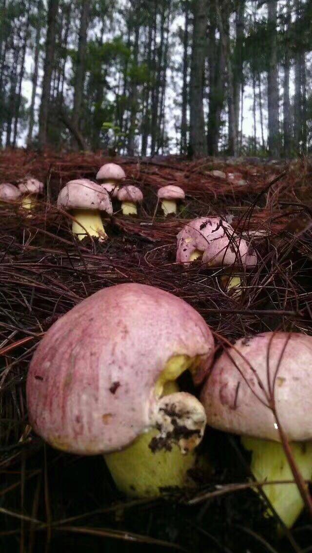 智烘空气能红葱菌烘干机烘干成本计算