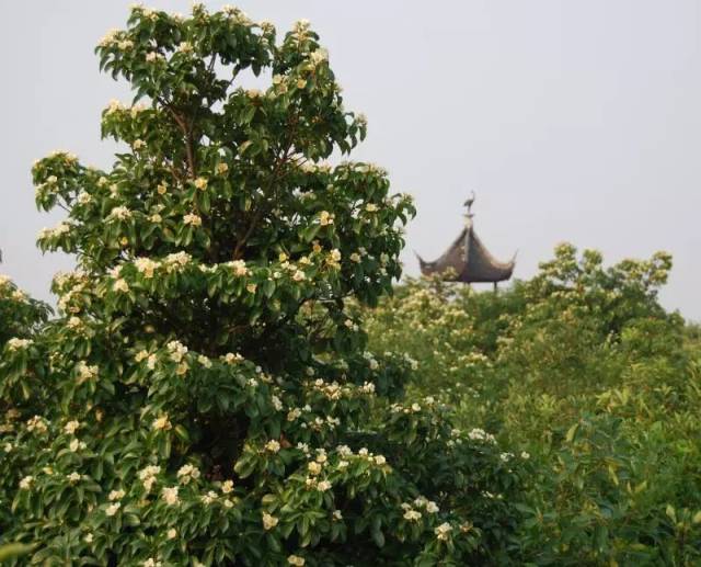 迎接芒种 | 光福木荷花开的正好