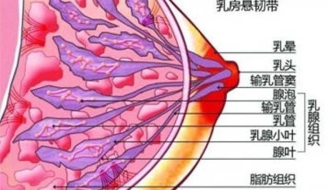 经期乳房疼痛,真的是乳腺增生吗?