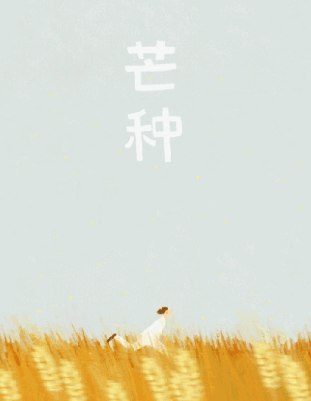 四野皆插秧 今日芒种  芒种是二十四节气中的第9个节气,芒种字面的