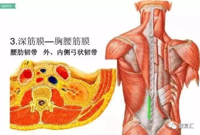 【系统解剖】腰椎及腰部的层次图解