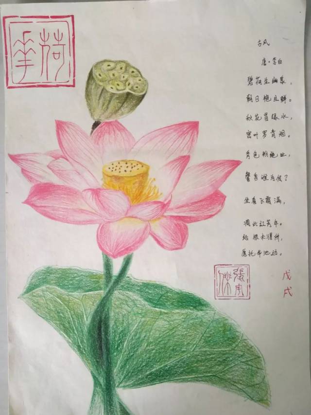 七年级语文备课组组织学生开展了以"咏荷"为主题的古诗词配画经典诵读