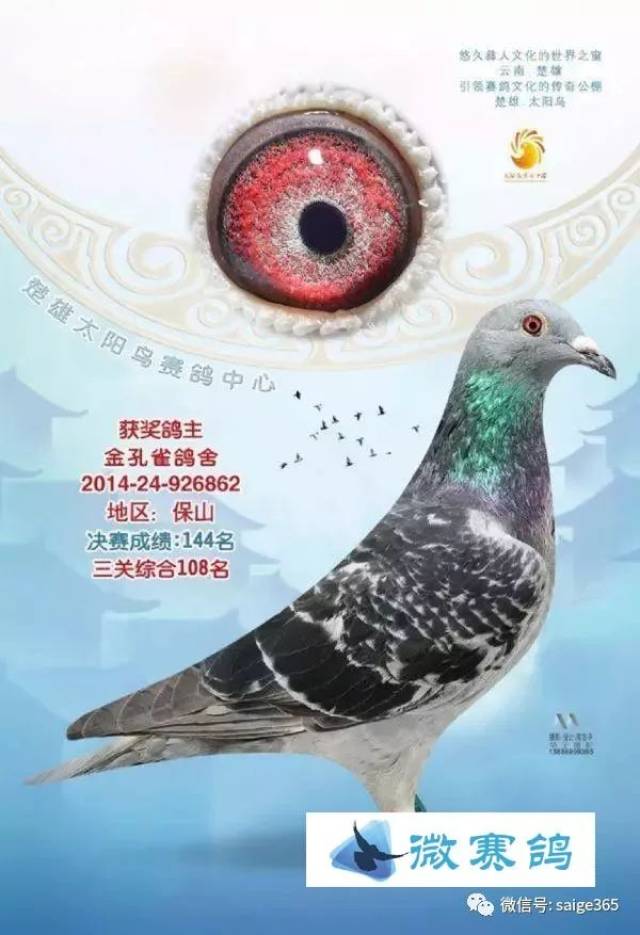 【围观】天落鸟后代获协会冠军公棚亚军——现鸽主寻根问祖