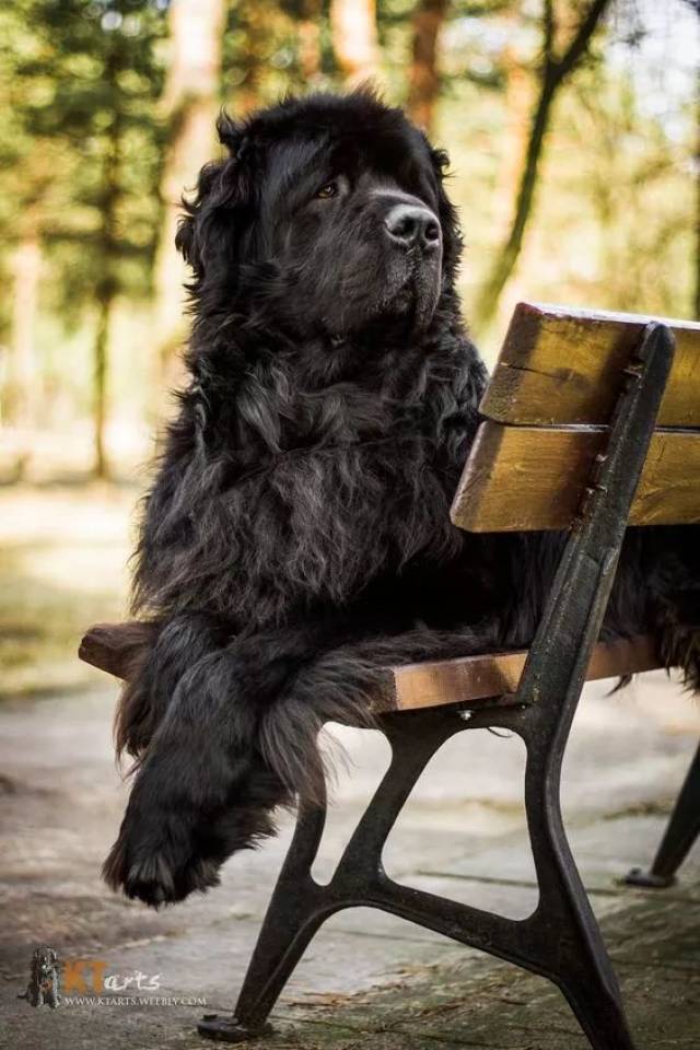 水中营救哪家强,纽芬兰犬了解一下