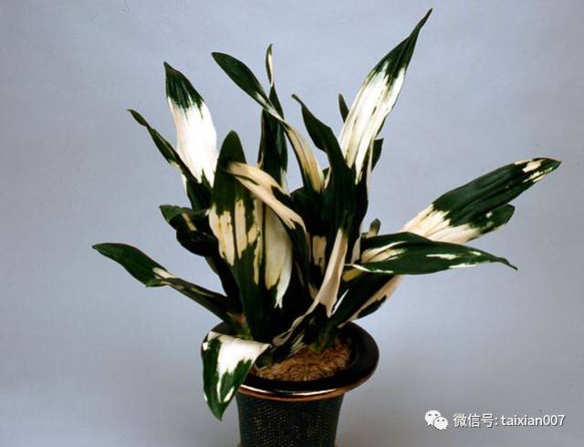 万年青六月间抽穗开花,入冬则结子红润.