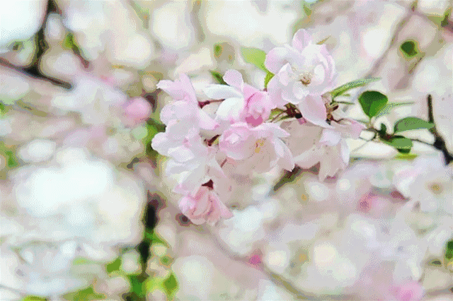 菊文化节来说,8万余盆菊花和红绿草等其他花卉,为校园增添了几许娇艳
