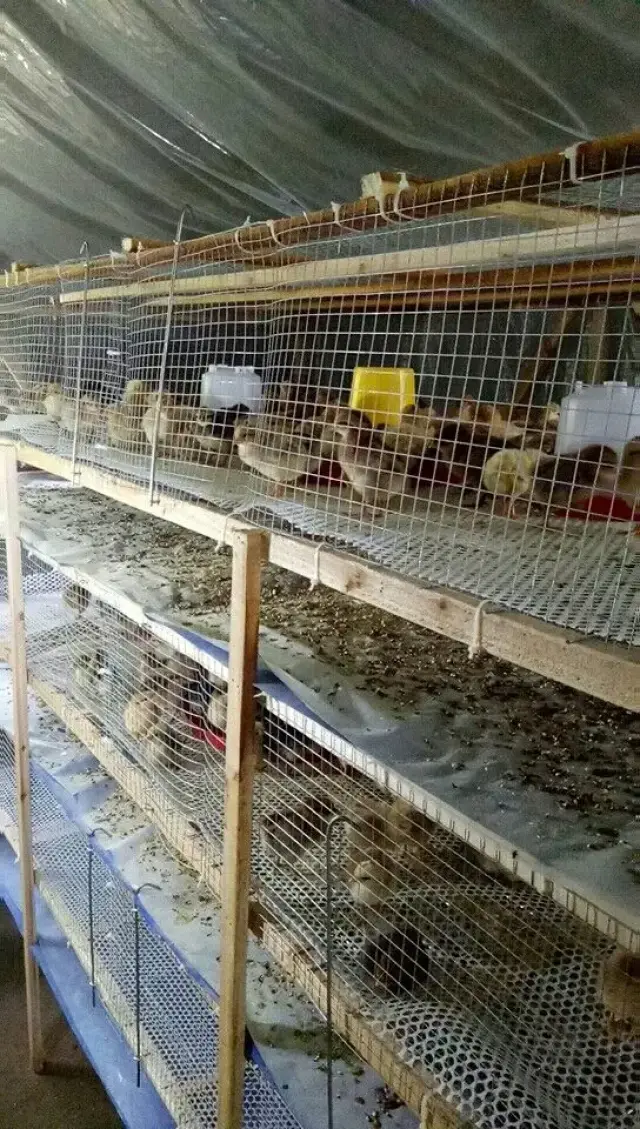 育雏室里的小鸡在健康的成长.