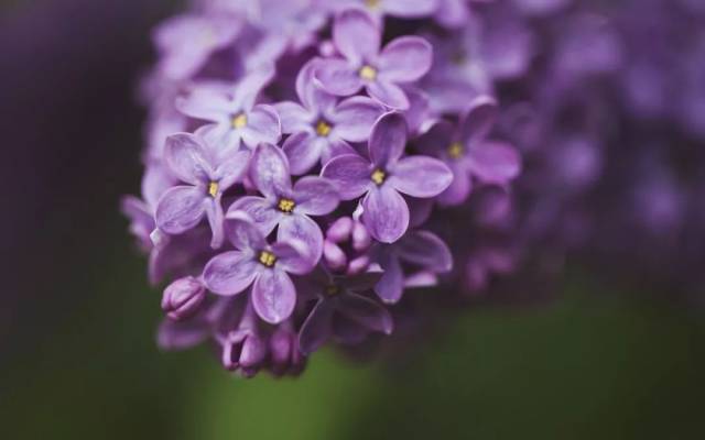 丁香花韧带拉伤红花油图片