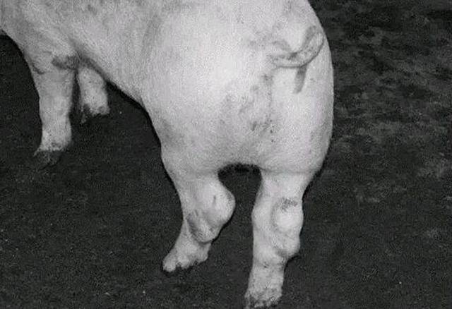 猪链球菌病是一种猪场比较常见的疾病,其主要表现为急性败血型,脑炎