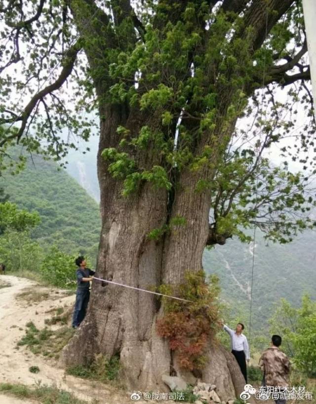 85棵中国最美古树完整图片!最高树龄5000年!