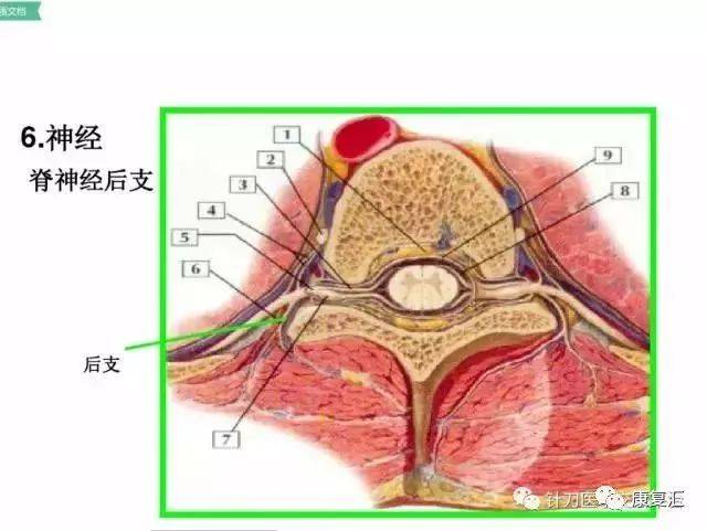 【系统解剖】腰椎及腰部的层次图解