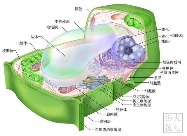 植物细胞