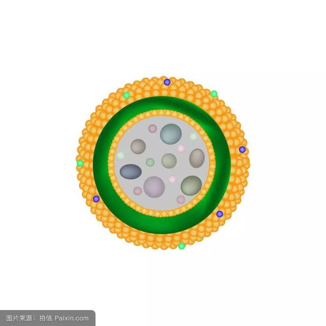 溶酶体呈小囊状结构,主要负责将细胞内不再需要的物质聚集在这里,并