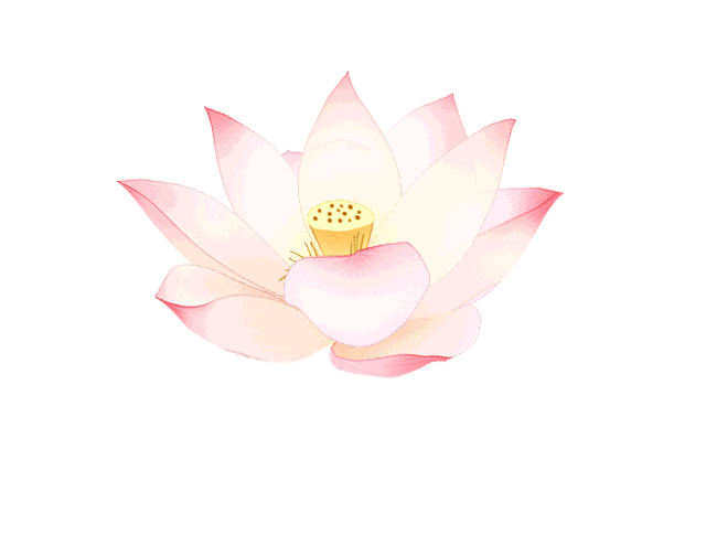 荷韵伊人