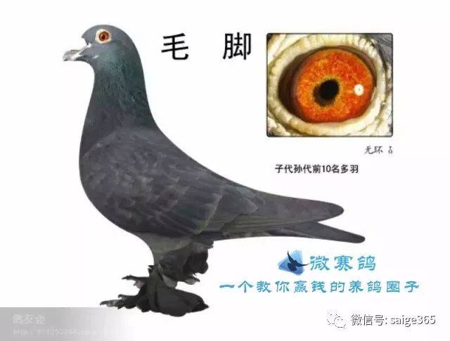 鸽赏图各种羽色的大毛脚信鸽欣赏黑白红石板大毛脚你见过吗
