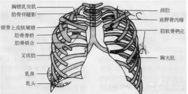 胸部解剖图