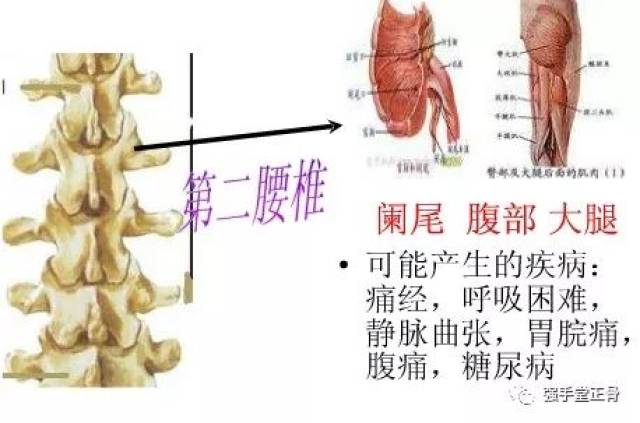 (3)腰椎段受损有可能发生哪些疾患 第一腰椎段:结肠功能失调,便秘