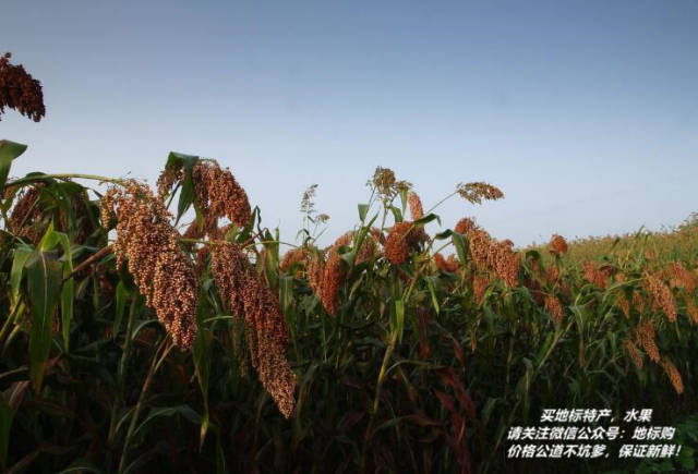 宜宾糯红高粱