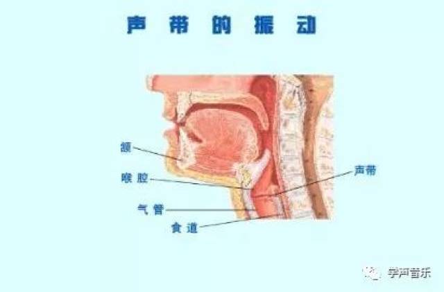 喉咙,喉头与声带,音源 (解剖课哦)