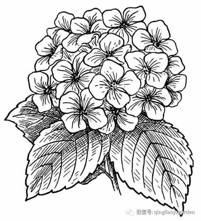 【7】 · 绣球花的手稿 · 《衮绣球花》年代: 宋            舞姬