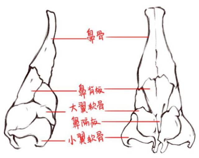 鼻子软骨结构