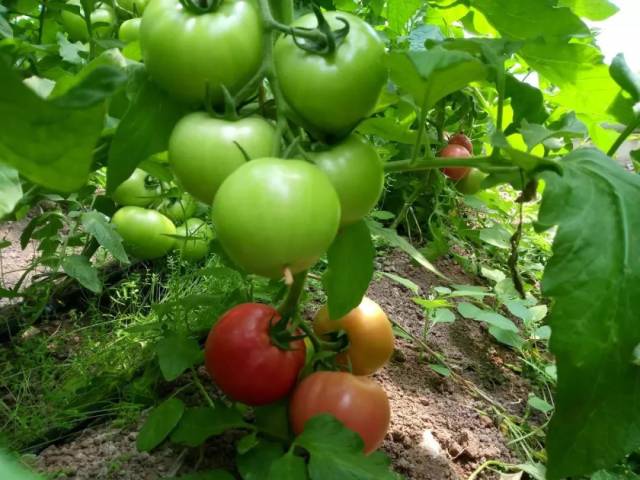 天这么热,来一颗自然成熟,没有激素的番茄,想必是极好的了!