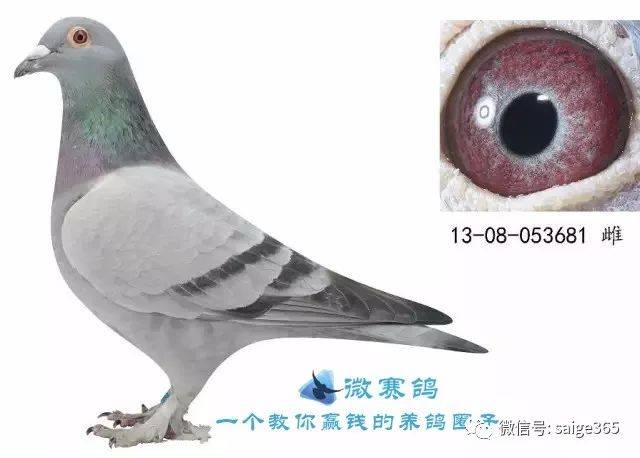 鸽赏图各种羽色的大毛脚信鸽欣赏黑白红石板大毛脚你见过吗