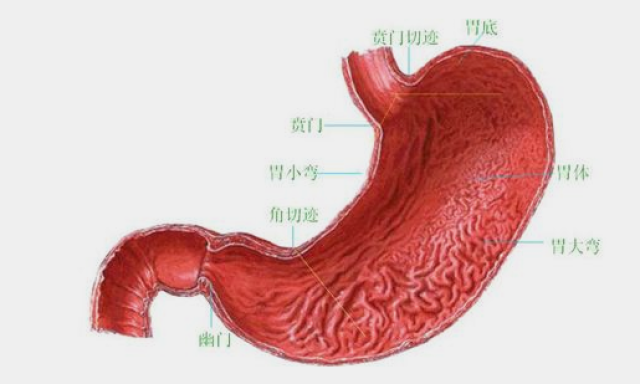 胃窦炎,由于食物不洁和餐具不干净所导致,或者共餐时感染幽门螺杆菌