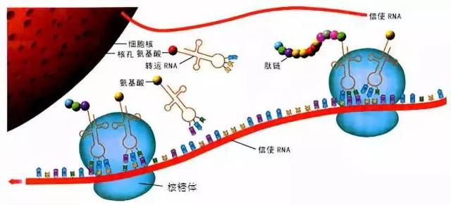 另一方面,由dna转录而来的rna分子折叠而成的trna也就是转运rna,会与