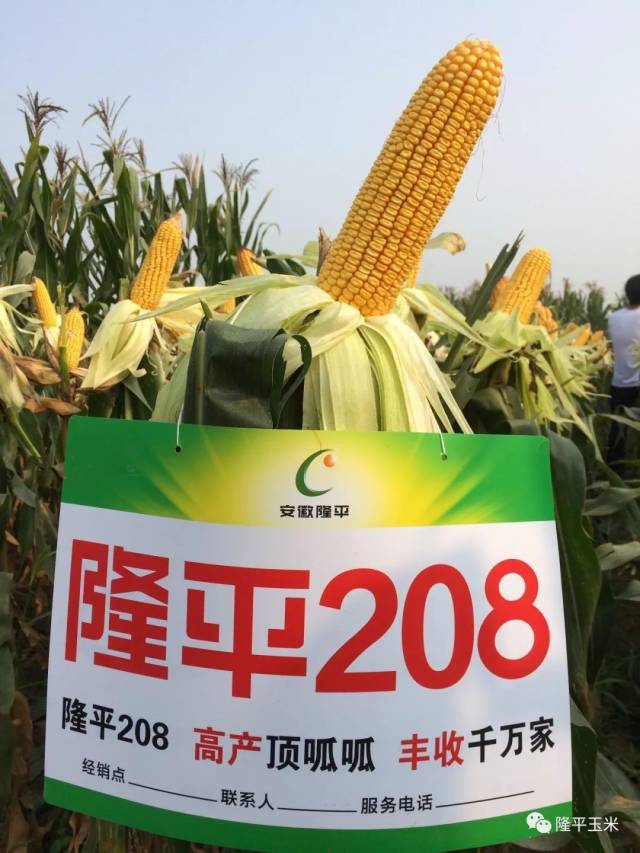 在实地的走访中,调查人员发现隆平206,隆平208这两个品种无论在河南