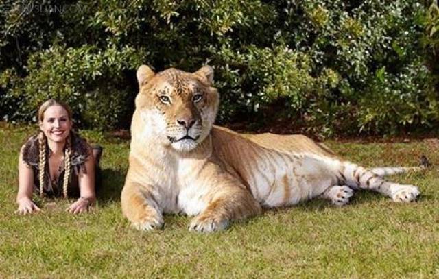 世界上最大的猫科动物不是老虎,也不是狮子,而是它