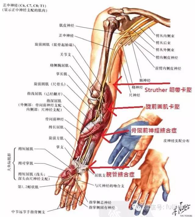 在上肢神经卡压诊断中,测试肌力比测试皮区感觉来的准确. 2.