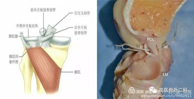 Ⅱ度:胫骨后移6-10mm,胫 后交叉韧带起于股骨内髁的外侧面,靠近后部