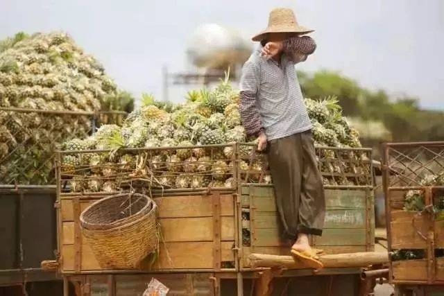 【助农】上亿斤好吃的徐闻菠萝滞销,果农欲哭