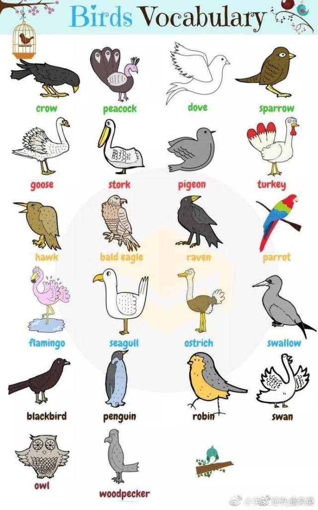 鸟类相关英语表达