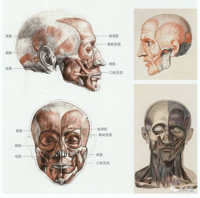 素描|从头骨,肌肉素描到真人头像