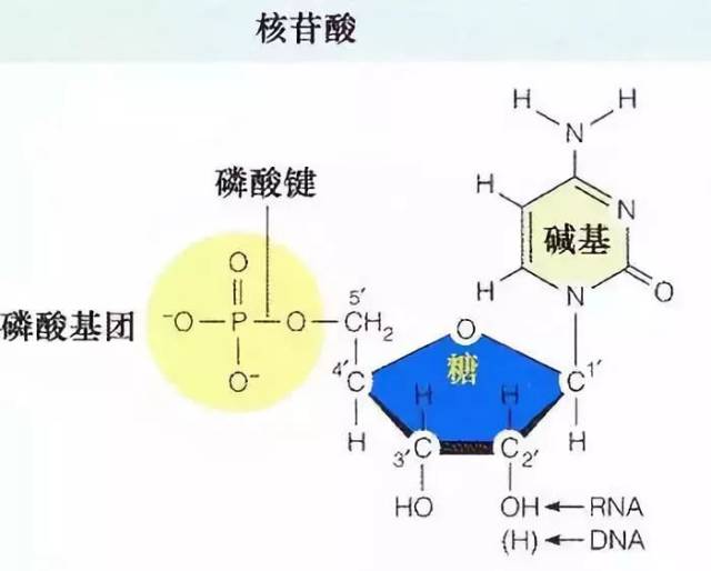 核苷酸