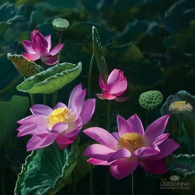 日本摄影师duongquocdinh拍摄的荷花