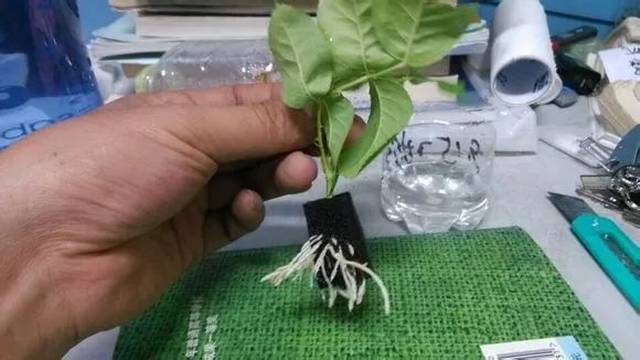 c2a1729019454686a7cc35097f142258.jpeg