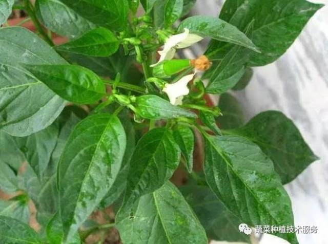 辣椒种植管理"小知识"