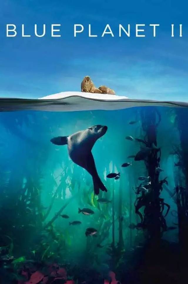 世界海洋日丨这些纪录片,带孩子一起走进我们的"蓝色星球"