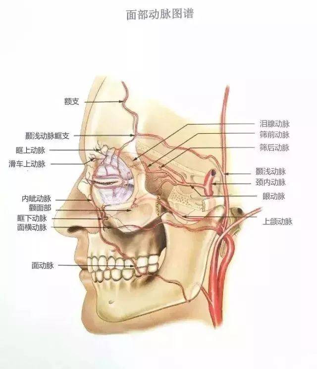 干货| 最珍贵的面部解剖图谱