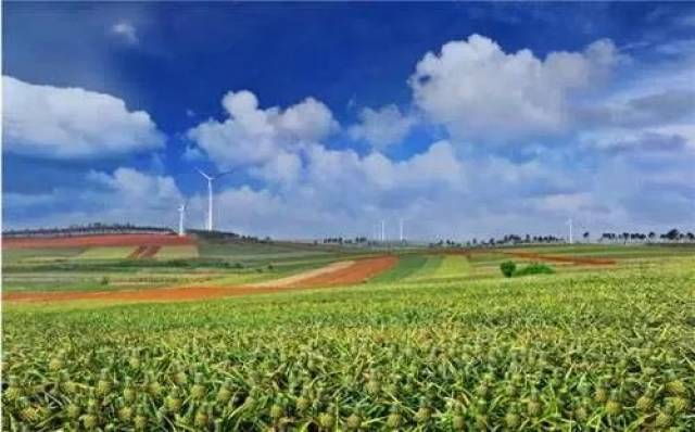 【助农】上亿斤好吃的徐闻菠萝滞销,果农欲哭