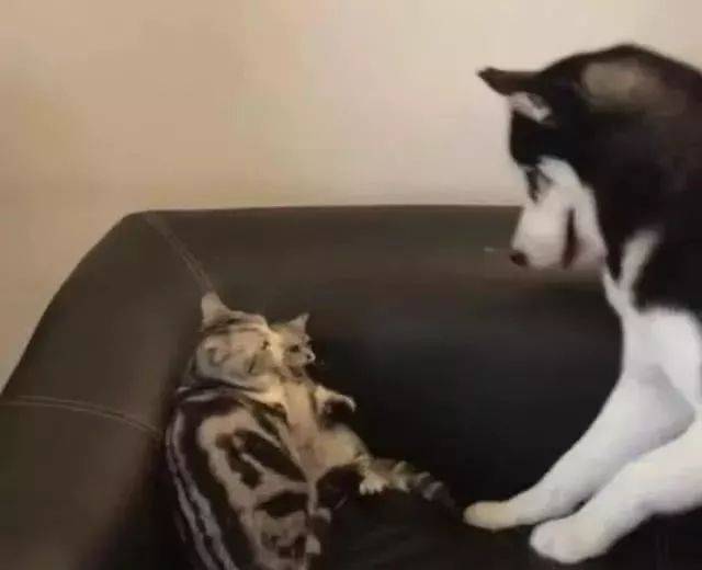 二哈吓唬第一次见到的小猫,喵妈一巴掌就把二哈打晕了