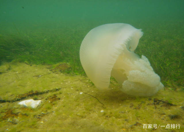 南极洲diplulmaris水母顾名思义只在南极洲发现,这是一种生活在南极洲