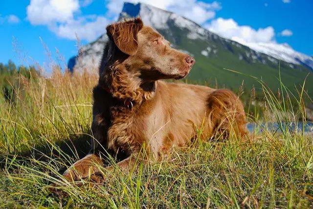 切萨皮克海湾寻回犬 切萨皮克海湾寻回犬起源于英格兰,这些犬性情