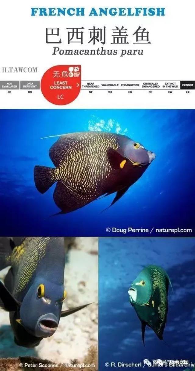 这50种多彩漂亮的海洋鱼类,你都认识吗?