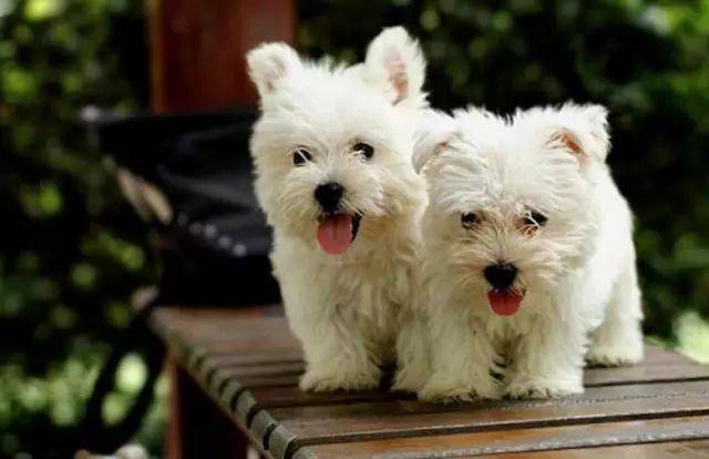 长不大的狗狗品种有哪些?